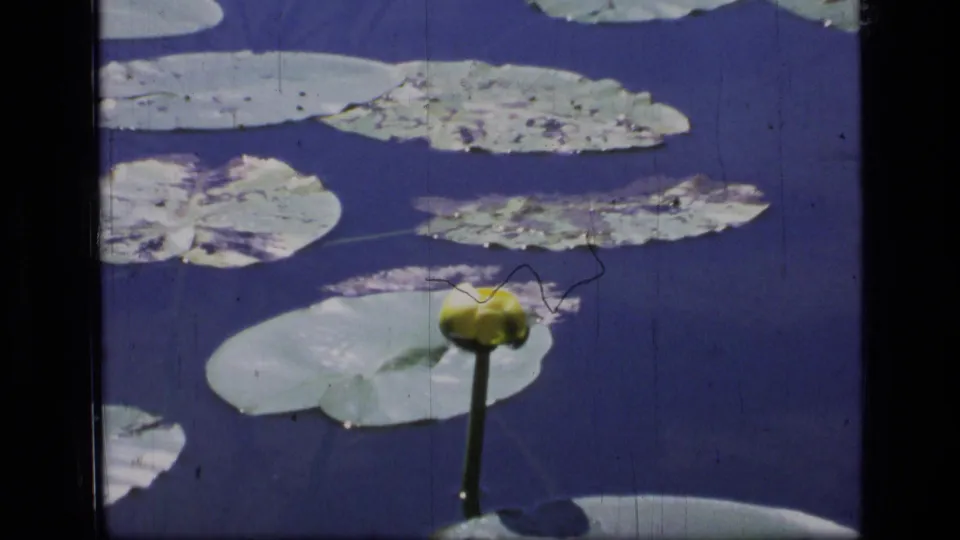 The final frame holds on lily pads and clustered yellow pond flowers in the 1973 Montana wilderness pond.