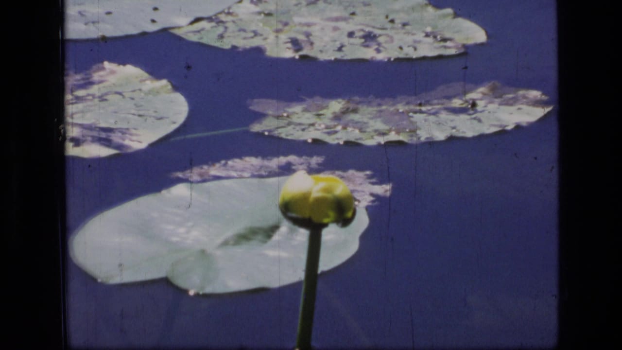 1973 8mm Scapegoat Wilderness pond view with a yellow water lily bud in front of lily pads and blue water.