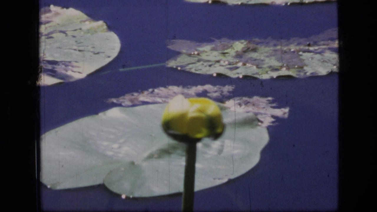 Water lily bud closer in frame with lily pads across the pond surface.