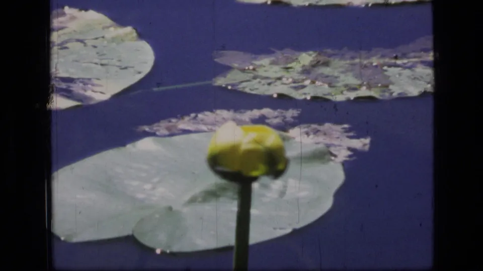 Close 1973 Montana wilderness view of a yellow water lily bud against lily pads and deep blue pond water.