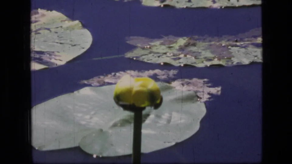 8mm frame from Scapegoat Wilderness showing a centered yellow water lily bud below floating lily pads.