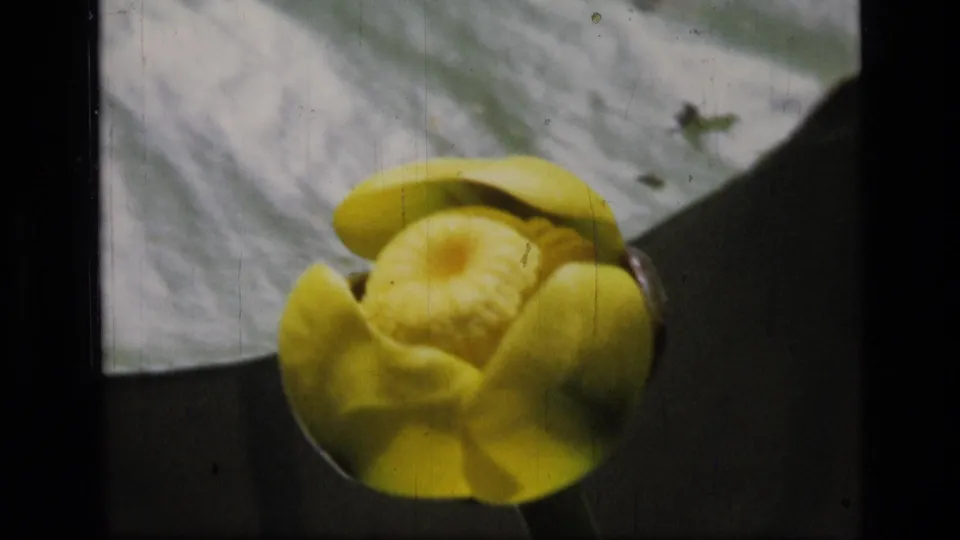 Close 1973 8mm view of an open yellow water lily with petal detail beside a pale lily pad on pond water.