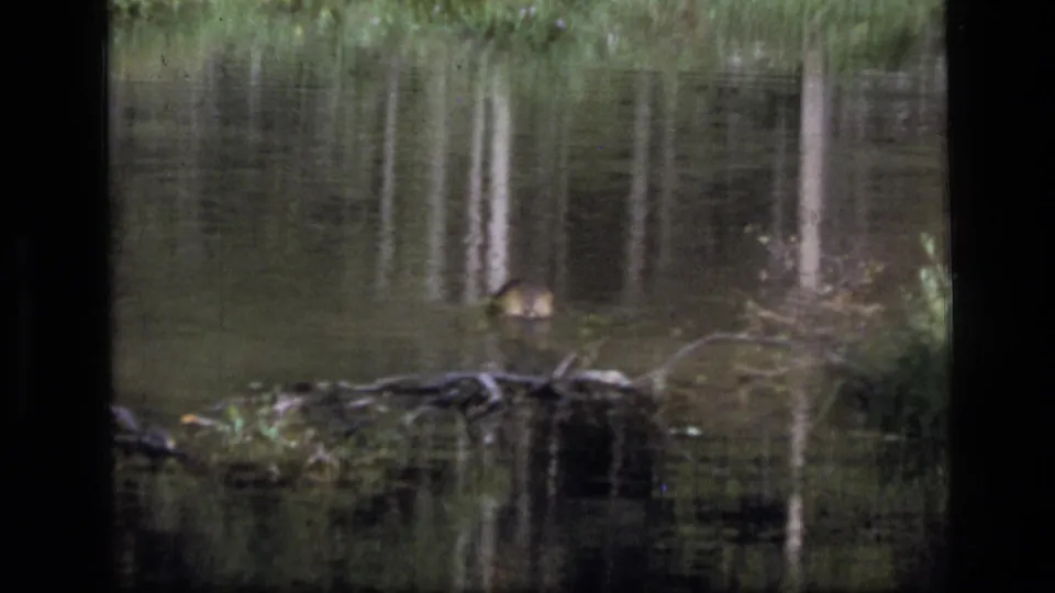 1973 8mm Scapegoat Wilderness footage shows a beaver in pond water near branches, with pale tree reflections across the surface.