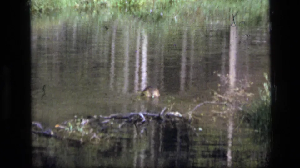 1973 8mm Montana frame showing a beaver close to a small branch pile or dam in a pond, with reeds and tree reflections behind.
