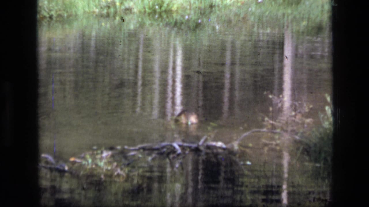 A beaver moves across still pond water in 1973 Scapegoat Wilderness footage, with logs, brush, and reflected trees around it.