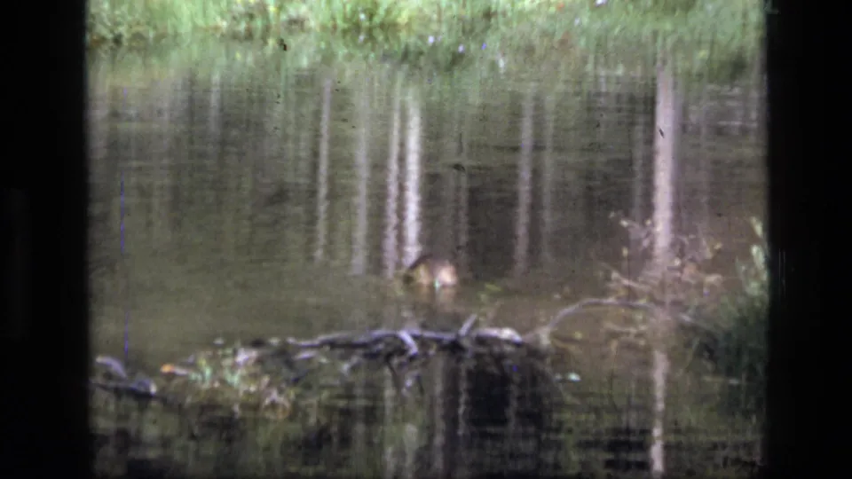 A beaver moves across still pond water in 1973 Scapegoat Wilderness footage, with logs, brush, and reflected trees around it.