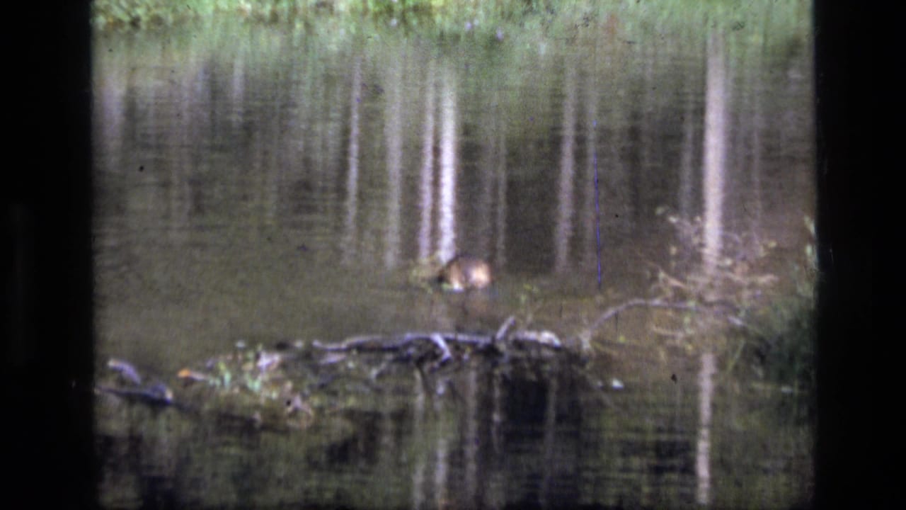 The beaver remains partly above the water in the Montana wilderness pond, surrounded by reflected trees and low shoreline vegetation.