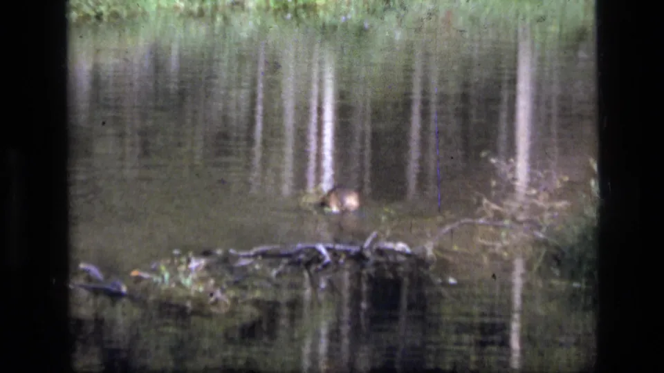 The beaver remains partly above the water in the Montana wilderness pond, surrounded by reflected trees and low shoreline vegetation.