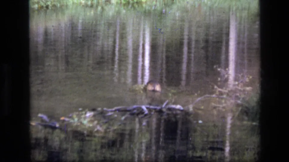 A small beaver shape crosses the reflective pond surface, with shoreline logs and vegetation visible in the 1973 8mm frame.