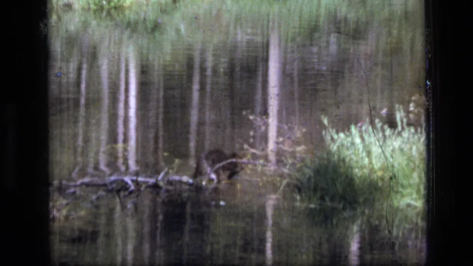 The beaver appears near the right shoreline vegetation in the Scapegoat Wilderness pond, with logs and reflected trees across the water.
