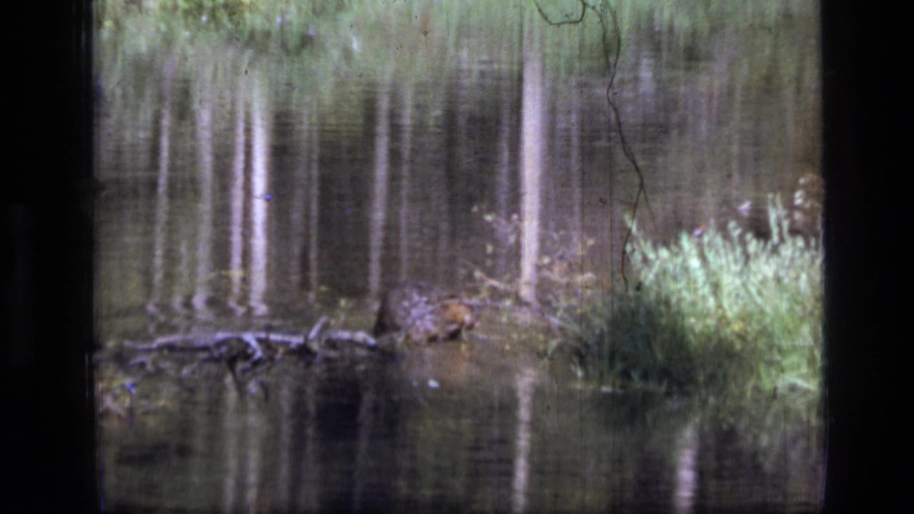 1973 8mm Montana wilderness frame showing reflective creek water, reeds, fallen branches, and soft film grain.