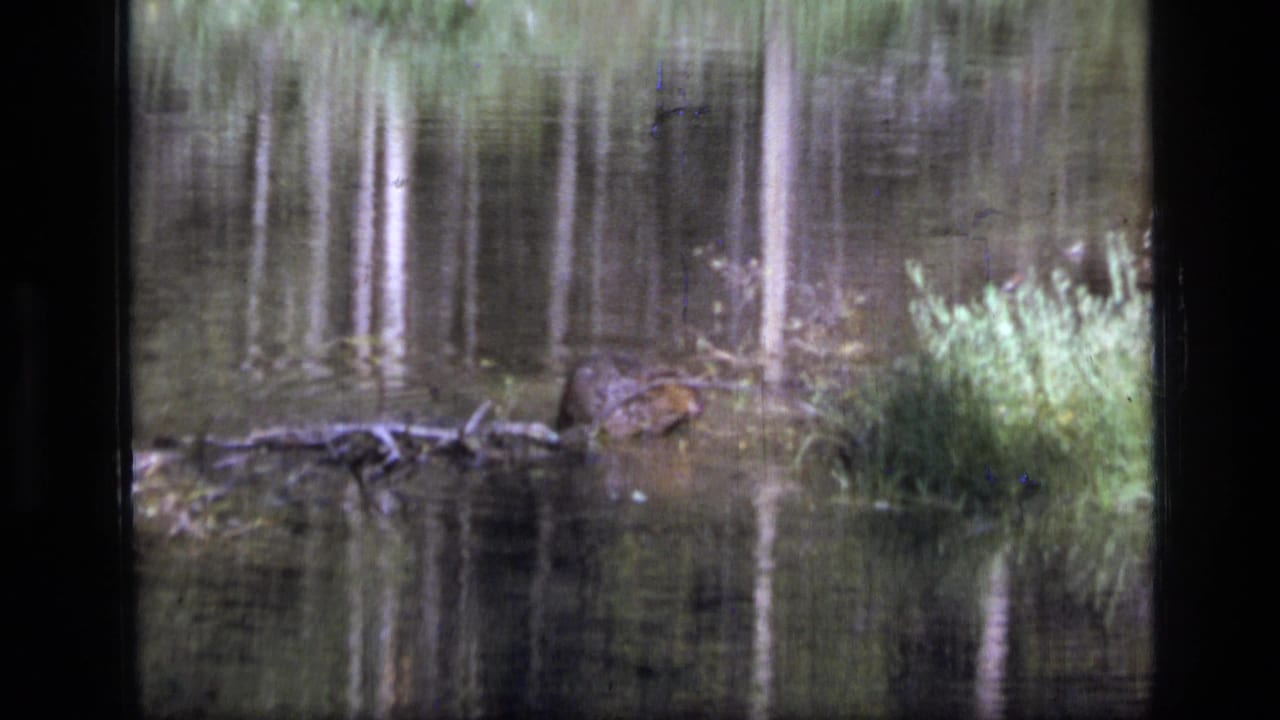 1973 8mm Montana wilderness frame with tree reflections, reeds, fallen branches, and a possible dark animal or log shape in the creek.