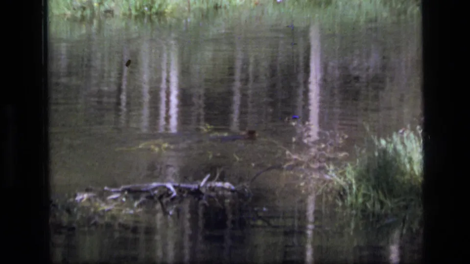 1973 8mm Montana wilderness frame showing calm creek water with reeds, driftwood-like branches, and wavering tree reflections.