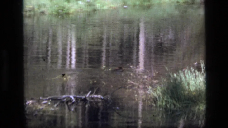 1973 8mm Montana wilderness frame with reflective creek water, reeds, scattered branches, and visible home-movie film wear.
