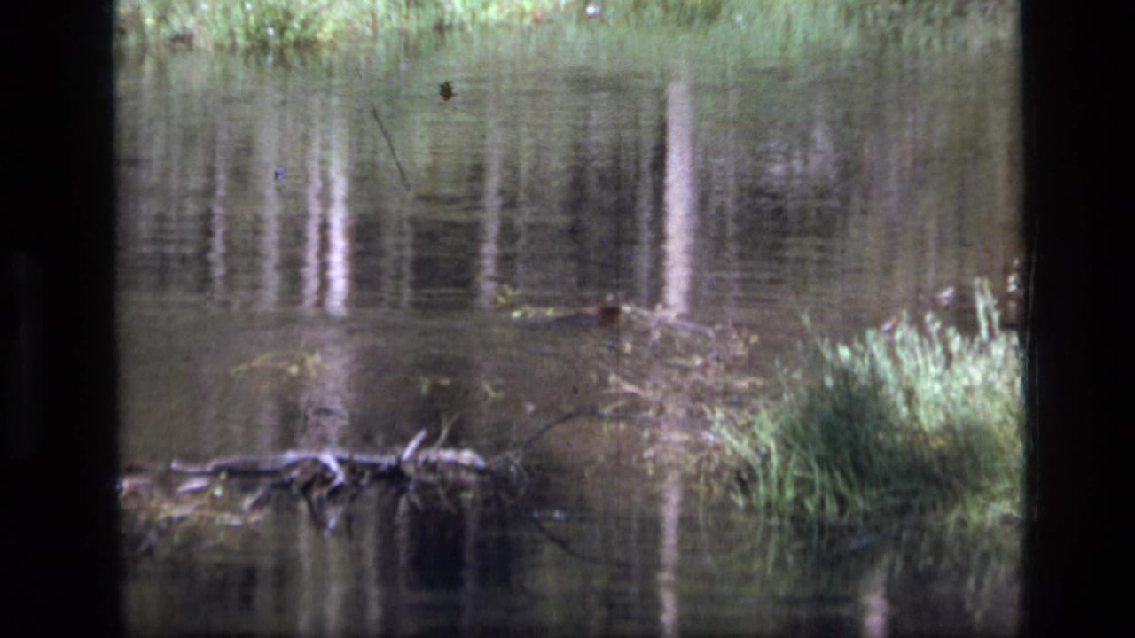 1973 Montana wilderness footage showing a calm stream, grassy bank, and soft reflections of trees on the water.