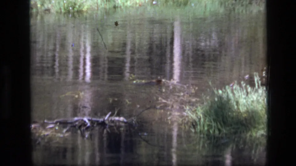 1973 Montana wilderness footage showing a calm stream, grassy bank, and soft reflections of trees on the water.