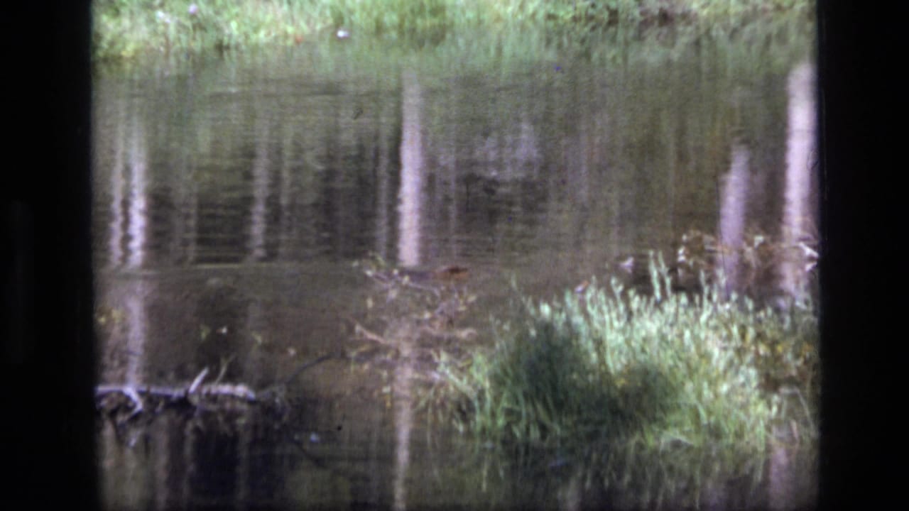 A small duck or water bird appears on the calm stream near bright grass in the 1973 Montana wilderness scene.