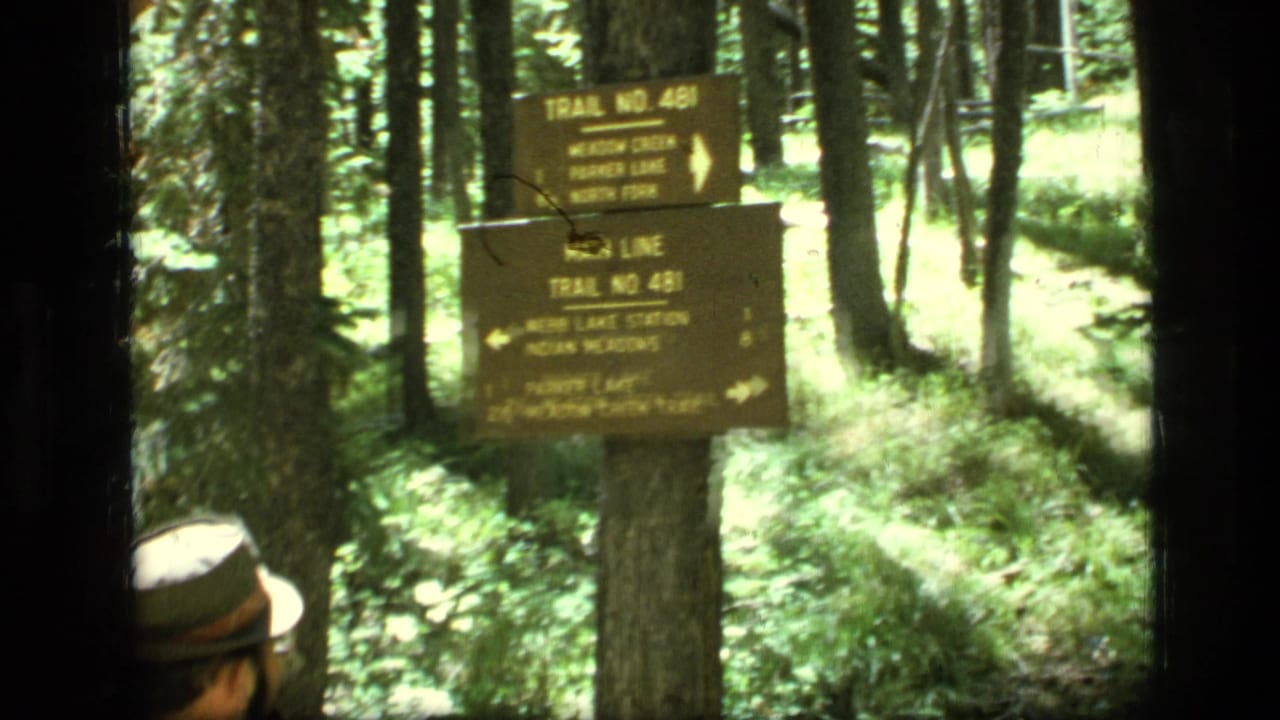 Wooden Trail No. 481 sign on a tree in a sunlit forest, with a hiker partly visible at lower left.