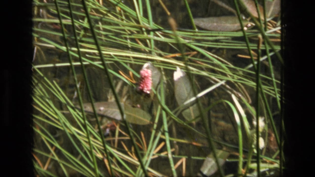 Close 8mm view of a pink aquatic flower surrounded by green reeds and shallow water in the Montana wilderness clip.