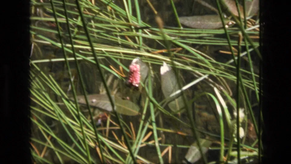 Close 8mm view of a pink aquatic flower surrounded by green reeds and shallow water in the Montana wilderness clip.