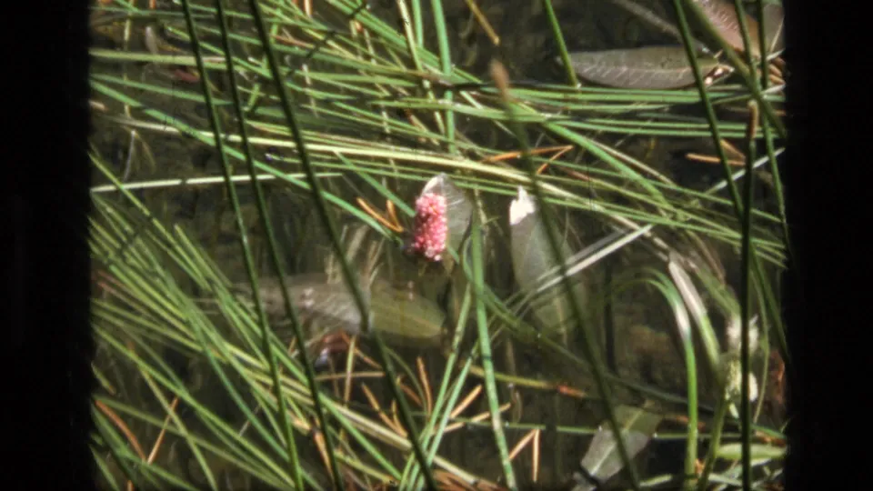 Second close-up of the pink water plant, framed through dense green reeds and reflective shallow water.