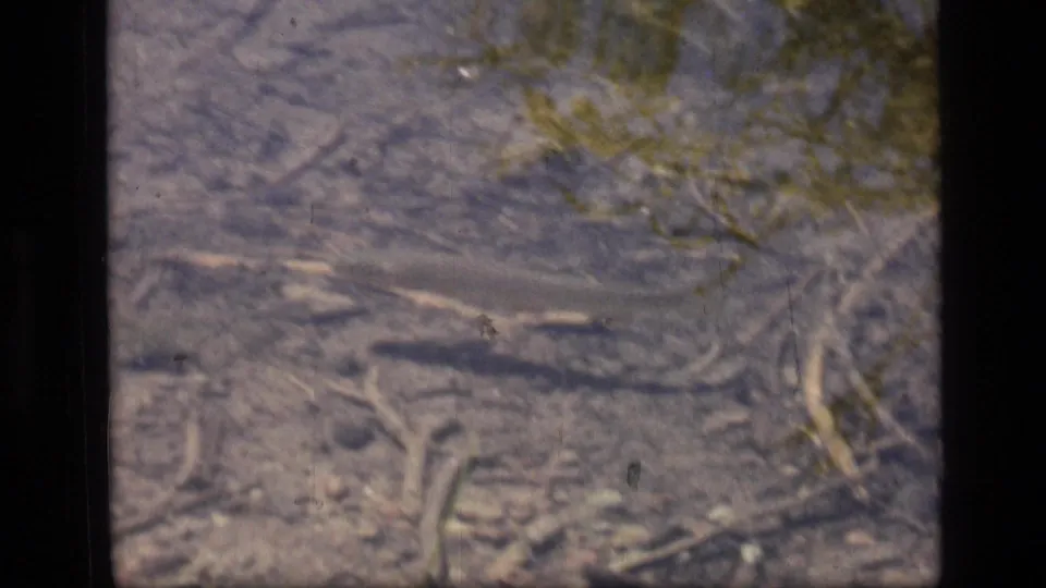 A small fish appears beneath the water surface over stones and submerged plant matter in the 1973 Montana wilderness footage.