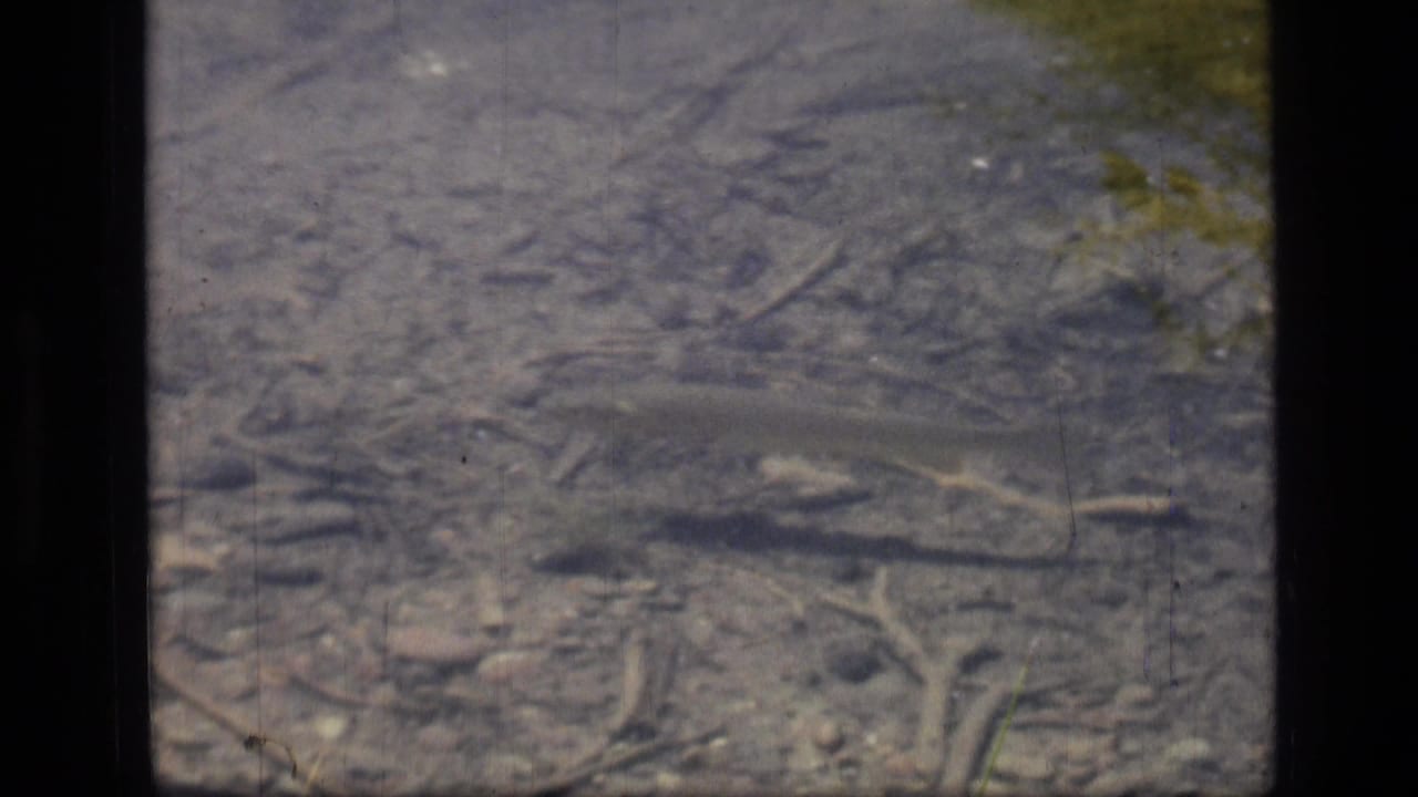 1973 8mm frame from Scapegoat Wilderness showing a small fish in clear water above rocks, twigs, and soft surface glare.