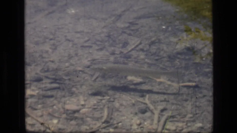 1973 8mm frame from Scapegoat Wilderness showing a small fish in clear water above rocks, twigs, and soft surface glare.
