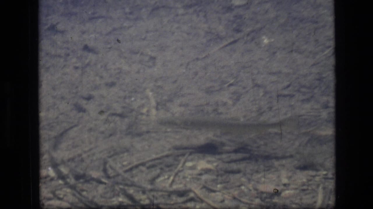 1973 Montana wilderness frame with a small fish crossing a shallow, rocky lake bed beneath rippled clear water.