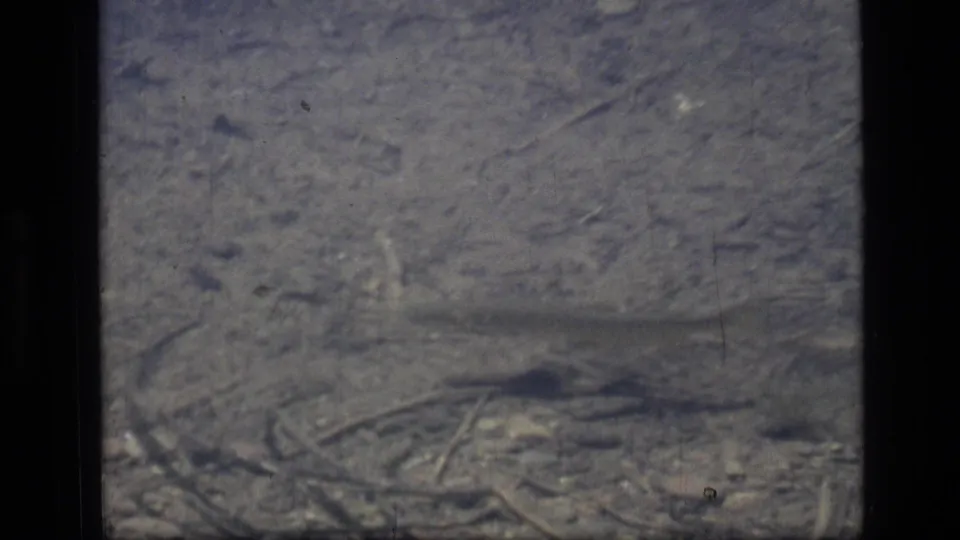 1973 Montana wilderness frame with a small fish crossing a shallow, rocky lake bed beneath rippled clear water.