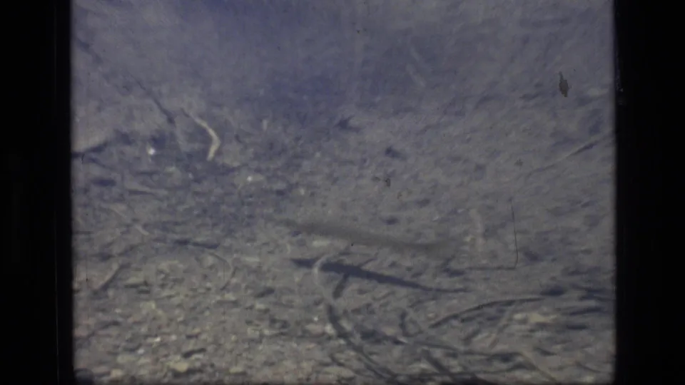 Soft 8mm view of the Scapegoat Wilderness lake bed, with submerged sticks and a faint fish shape in clear water.