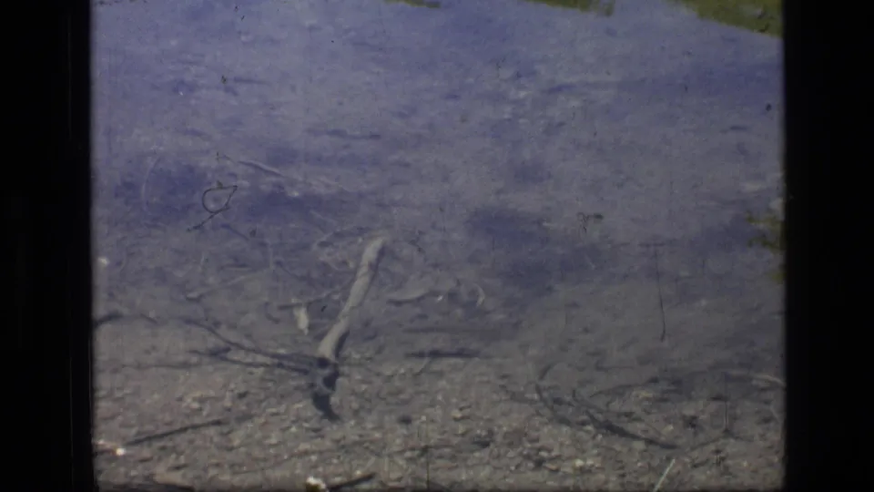 1973 8mm frame from Montana showing a small fish near twigs and stones beneath a calm clear-water surface.