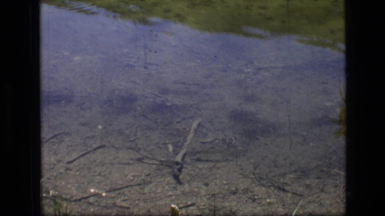 Clear shallow pond with submerged branches and grassy bank at the top of the frame.
