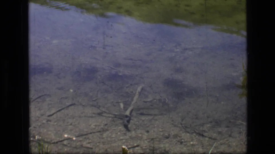 1973 8mm Montana wilderness footage showing a shallow pond, visible sandy bottom, submerged branches, and grass along the far edge.