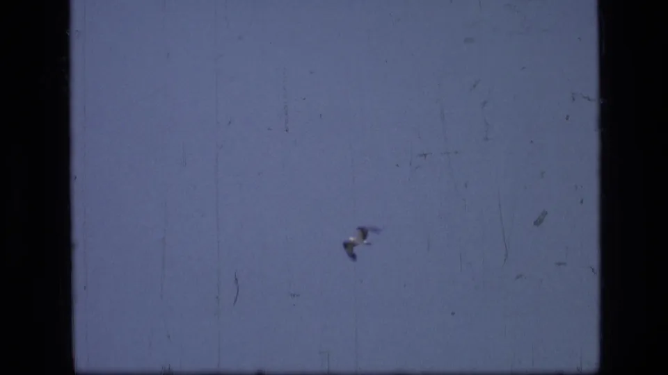 Small bird crosses a pale blue sky in soft motion blur beneath the upper pond portion of the 8mm contact frame.
