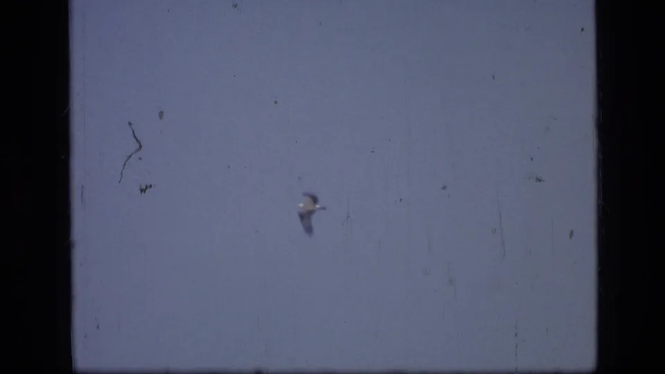 A small bird appears mid-flight against pale sky in 1973 Montana wilderness footage, with visible 8mm grain and frame borders.