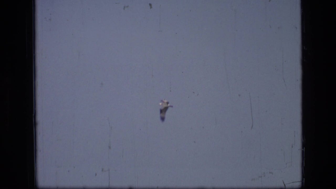 A small white bird appears high in the sky in 1973 Scapegoat Wilderness footage, seen through soft 8mm grain and surface marks.
