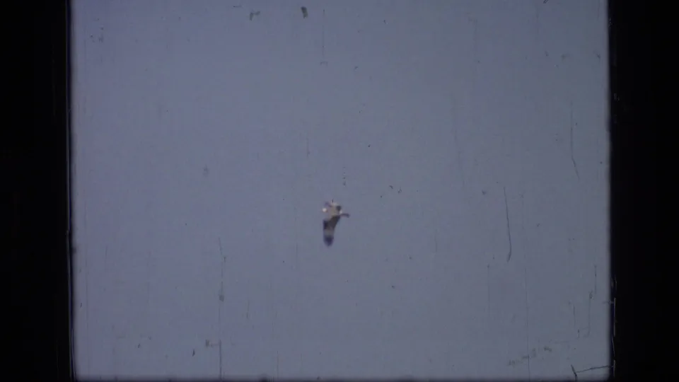 A small white bird appears high in the sky in 1973 Scapegoat Wilderness footage, seen through soft 8mm grain and surface marks.