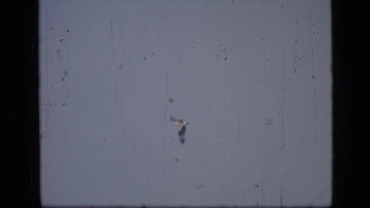 Small white bird gliding in a pale sky with scratches and dust marks visible.