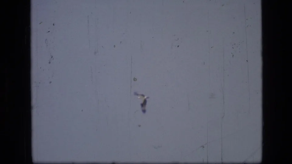 The distant bird remains isolated against the Montana sky, with 8mm scratches, dust, and soft focus shaping the frame.