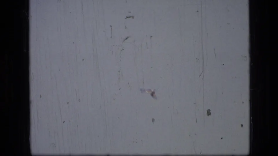 A small bird appears near the lower sky area in this 1973 wilderness frame, softened by 8mm grain, dust, and scratches.