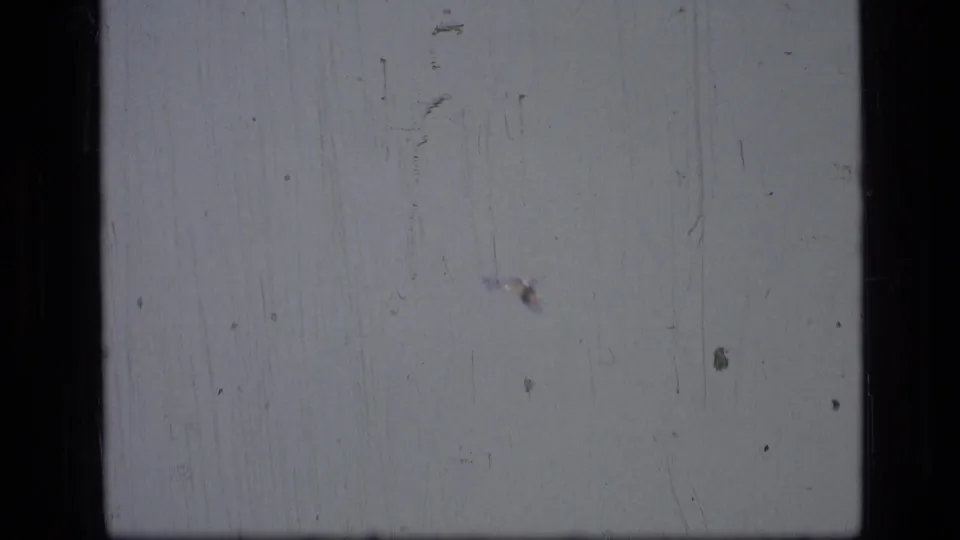 The white bird remains a small moving point in the Scapegoat Wilderness sky, recorded on visibly worn 8mm film.