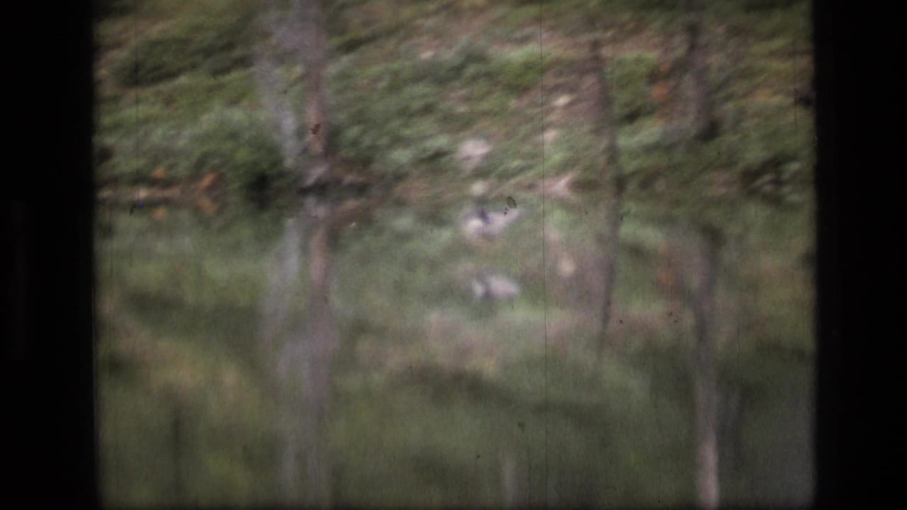 Soft 1973 8mm view of foliage and water in Scapegoat Wilderness, with dark frame edges and blurred natural forms.