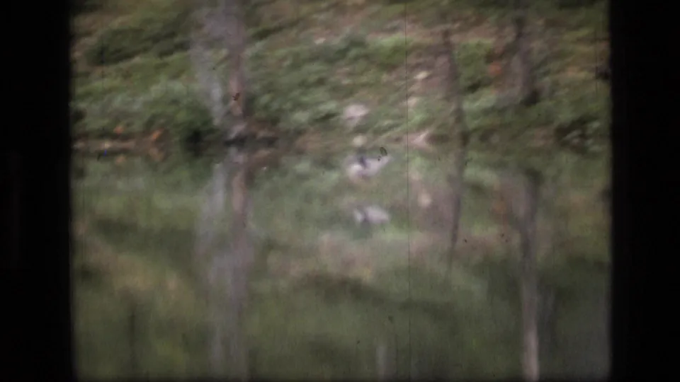 Soft 1973 8mm view of foliage and water in Scapegoat Wilderness, with dark frame edges and blurred natural forms.
