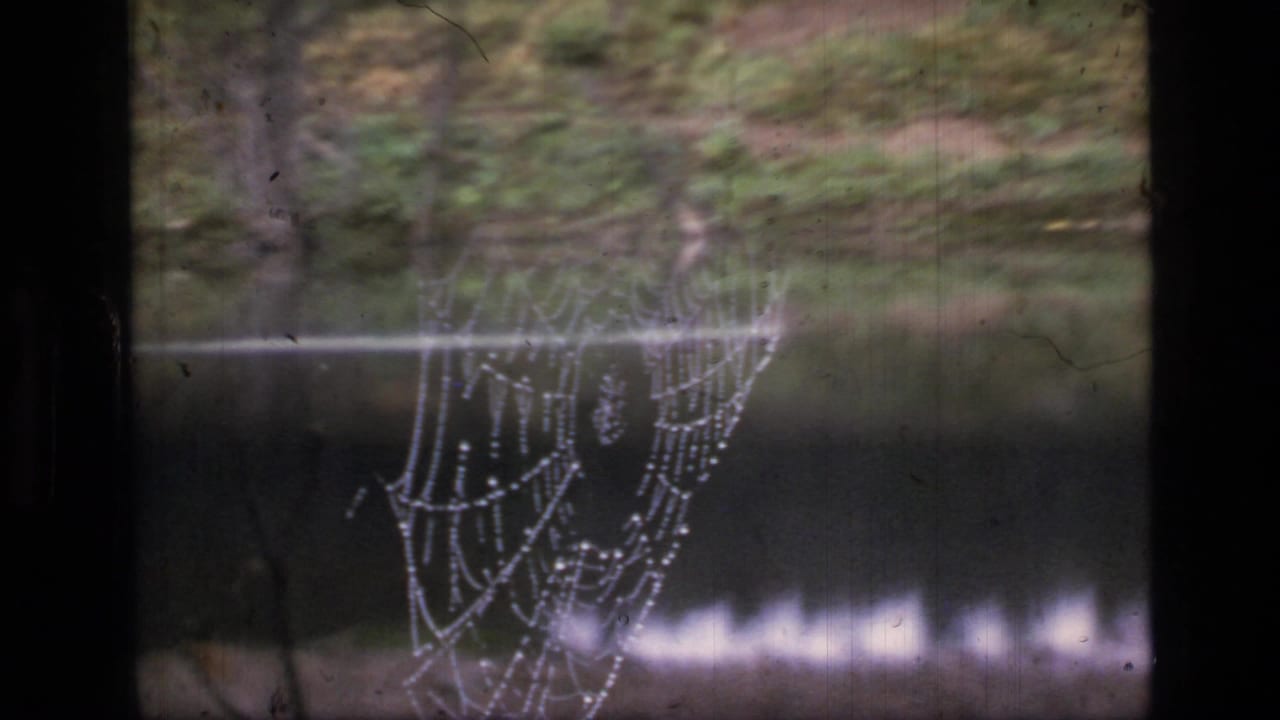 Dew-covered spider web near water in the Montana wilderness footage, with reflected trees and soft 8mm texture behind it.