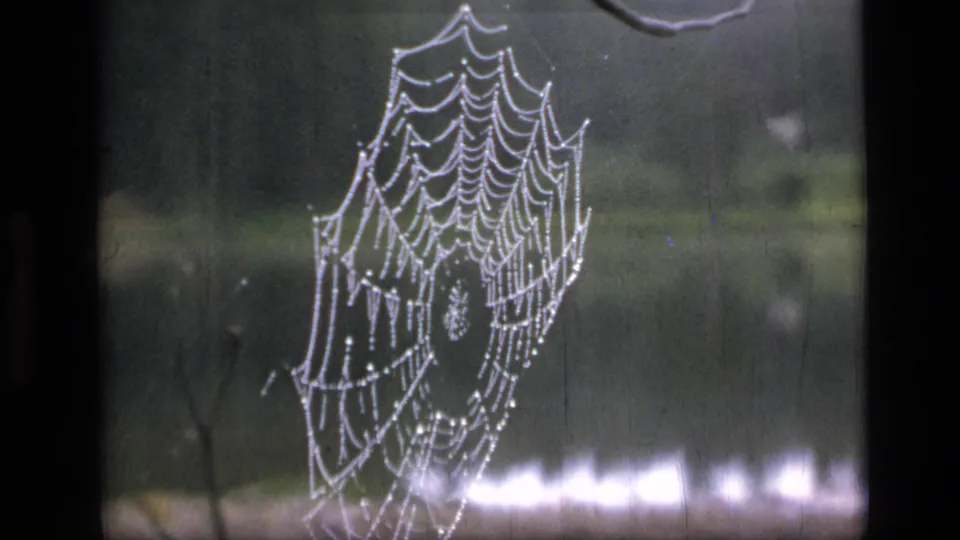 Close view of a dew-bright spider web against dark water and a soft shoreline in 1973 8mm wilderness footage.