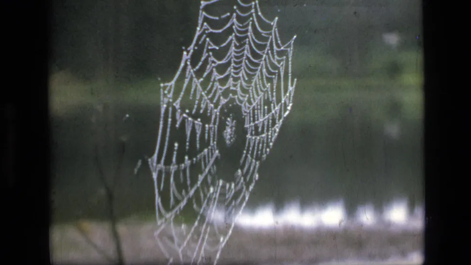 Dewy spider web remains centered against water and trees in the Scapegoat Wilderness 8mm home-movie scene.