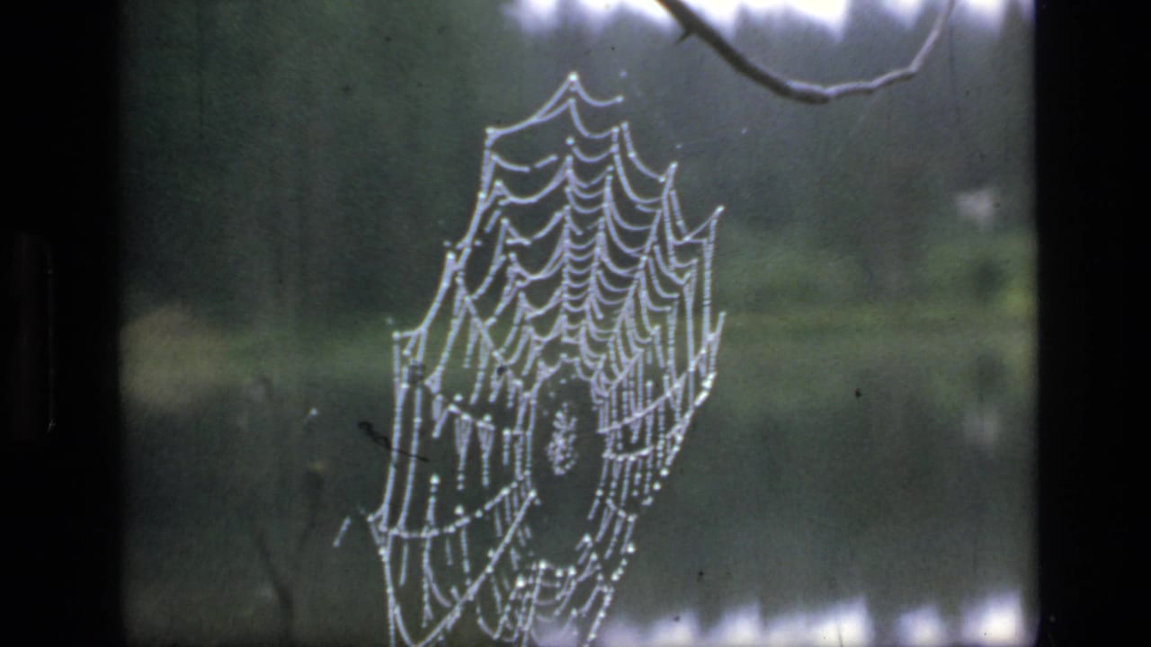 A dew-bright spiderweb appears against a shaded forest backdrop in 1973 8mm Scapegoat Wilderness footage.