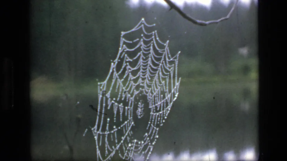 A dew-bright spiderweb appears against a shaded forest backdrop in 1973 8mm Scapegoat Wilderness footage.