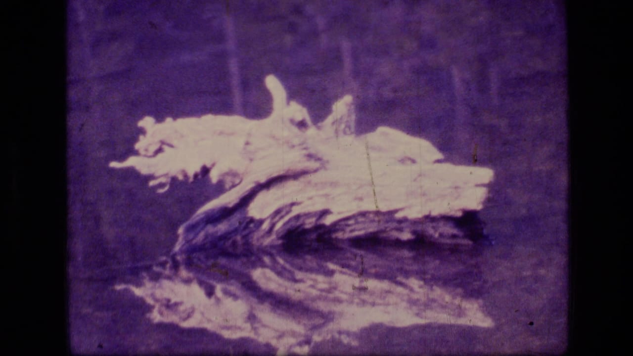 Weathered wood rests beside still water with its reflection visible in purple-shifted 1973 Montana wilderness footage.